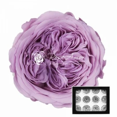 Stabilizované světle fialové zahradní růže v krabičce 12ks