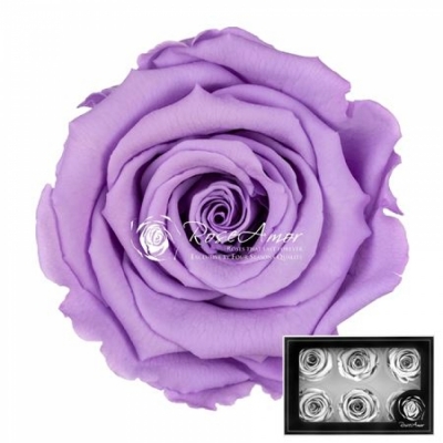 Stabilizované světle fialové růže v krabičce 6ks