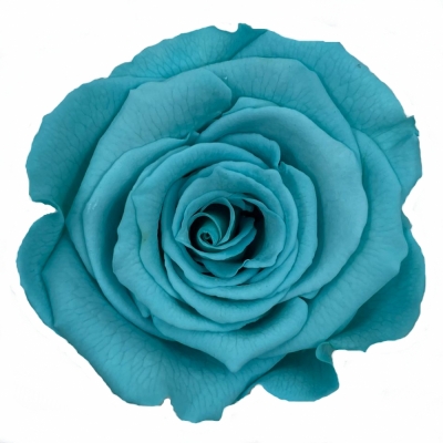 Stabilizované světle modré růže v krabičce 6ks