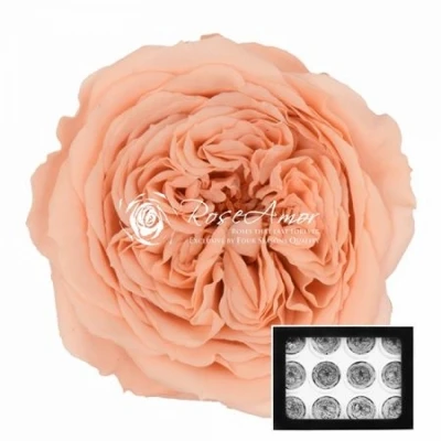 Stabilizované světle oranžové zahradní růže v krabičce 12ks