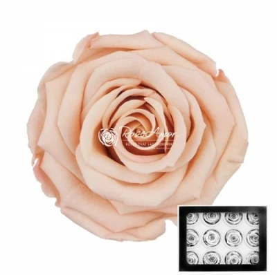 Stabilizované sytě krémová růže v krabičce 12ks