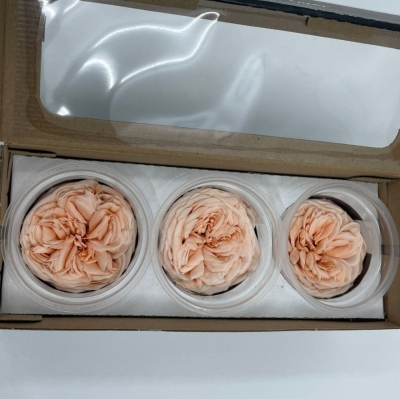Stabilizované světle oranžové růže v krabičce 3ks