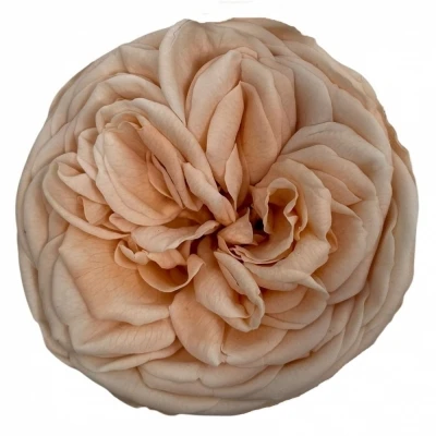 Stabilizované světle oranžové růže v krabičce 3ks