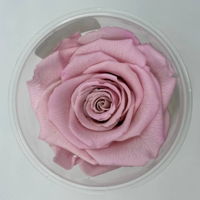 Stabilizované světle růžové růže plus v krabičce 6ks