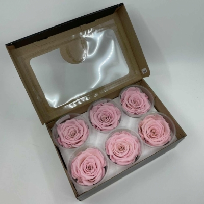 Stabilizované světle růžové růže plus v krabičce 6ks