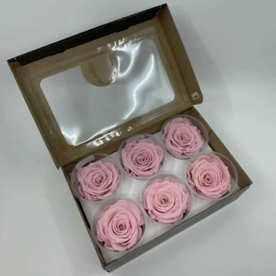 Stabilizované světle růžové růže plus v krabičce 6ks