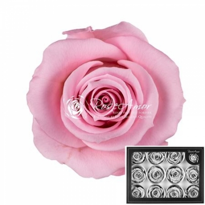 Stabilizované růžové růže v krabičce 12ks
