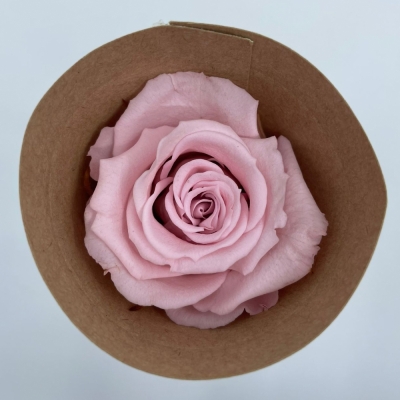 Stabilizované světle růžové růže v krabičce 12ks