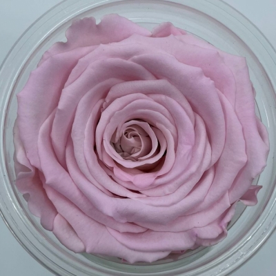 Stabilizované světle růžové růže v krabičce 6ks