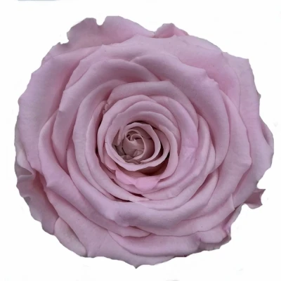 Stabilizované světle růžové růže v krabičce 6ks