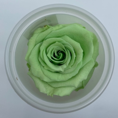 Stabilizované světle zelené růže v krabičce 12ks