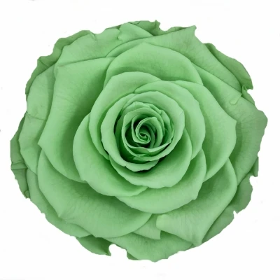 Stabilizované světle zelené růže v krabičce 4ks