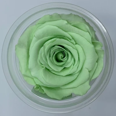 Stabilizované světle zelené růže XL v krabičce 6ks