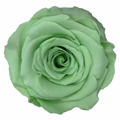 Stabilizované světle zelené růže XL v krabičce 6ks