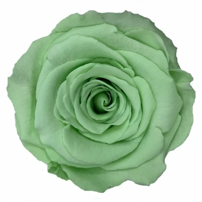 Stabilizované světle zelené růže XL v krabičce 6ks