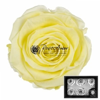 Stabilizované světle žluté růže v krabičce 6ks