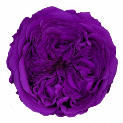 Stabilizované sytě fialová růže v krabičce 12ks