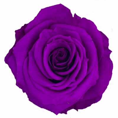 Stabilizované sytě fialové růže v krabičce 12ks