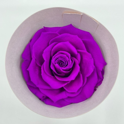 Stabilizované sytě fialové růže v krabičce 4ks