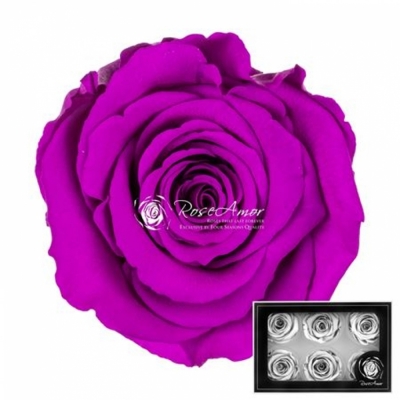 Stabilizované sytě fialové růže v krabičce 6ks