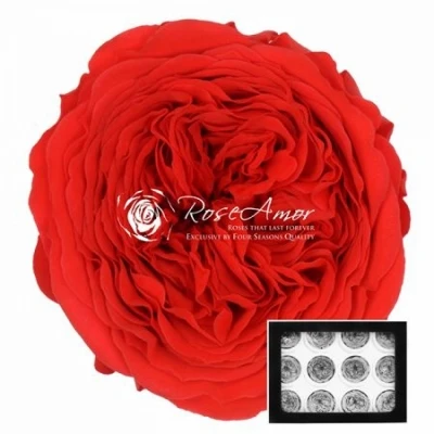 Stabilizované sytě oranžové zahradní růže v krabičce 12ks