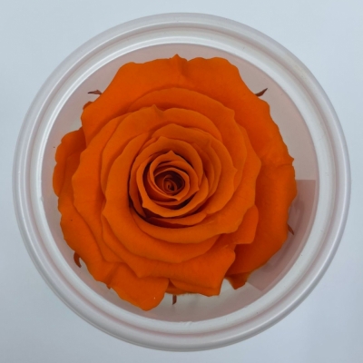 Stabilizované sytě oranžové růže v krabičce 12ks