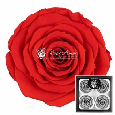 Stabilizované sytě oranžové růže v krabičce 4ks