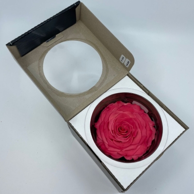 Stabilizované sytě růžové růže v krabičce XXL