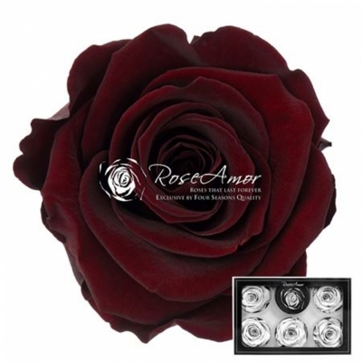 Stabilizované temně červené růže L v krabičce 6ks