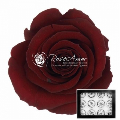 Stabilizované temně červené růže v krabičce 12ks