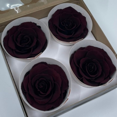 Stabilizované temně červené růže v krabičce 4ks
