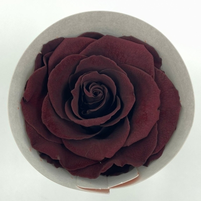 Stabilizované temně červené růže v krabičce 4ks