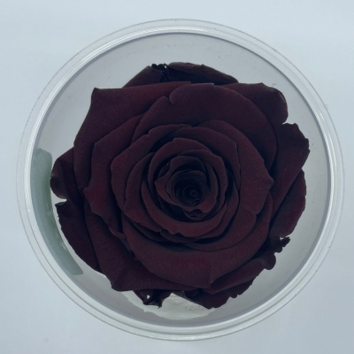 Stabilizované temně červené růže v krabičce 6ks