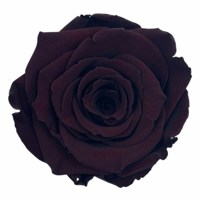 Stabilizované temně červené růže v krabičce 6ks