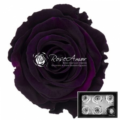 Stabilizované temně fialové růže v krabičce 6ks