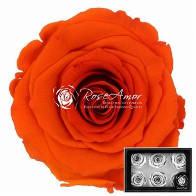 Stabilizované temně oranžová růže v krabičce 6ks