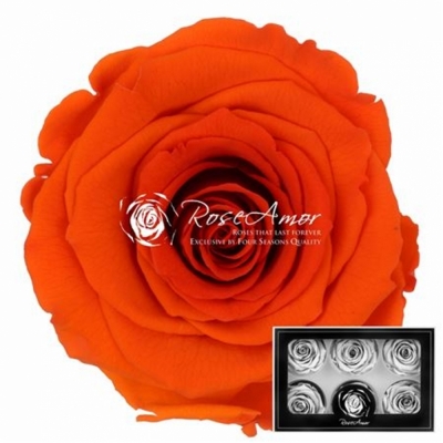 Stabilizované temně oranžové růže plus v krabičce 6ks