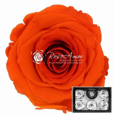 Stabilizované temně oranžové růže XL v krabičce 6ks
