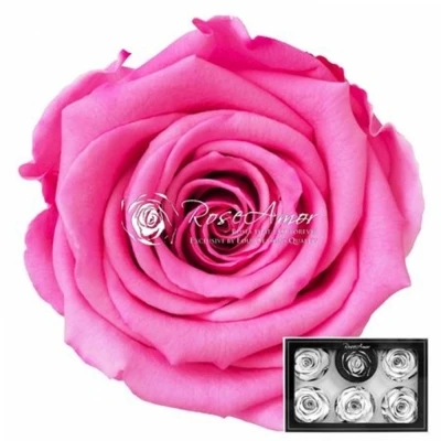 Stabilizované temně růžové růže L v krabičce 6ks