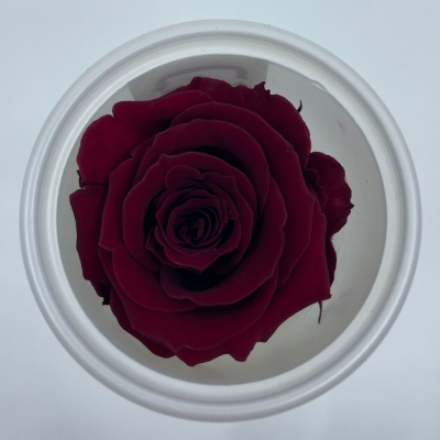Stabilizované tmavě červené růže v krabičce 12ks