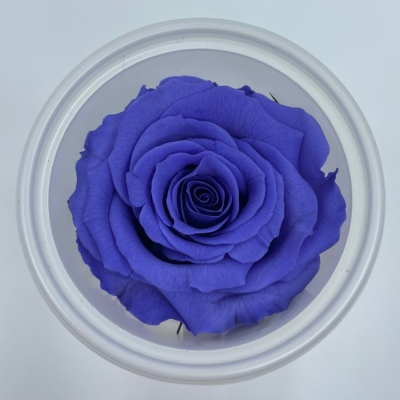 Stabilizované tmavě fialové růže v krabičce 12ks