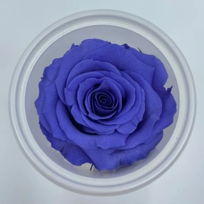 Stabilizované tmavě fialové růže v krabičce 12ks