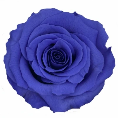 Stabilizované tmavě fialové růže v krabičce 12ks