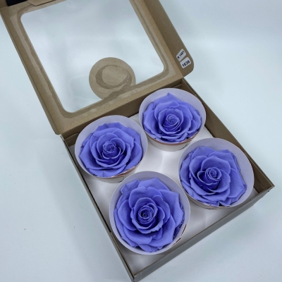 Stabilizované tmavě fialové růže v krabičce 4ks