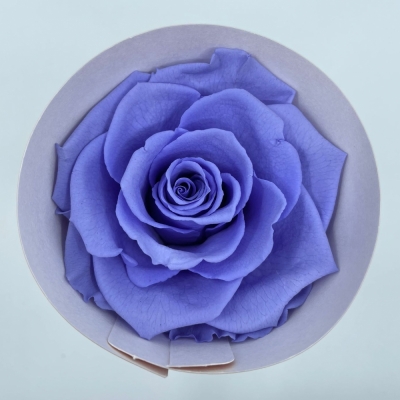 Stabilizované tmavě fialové růže v krabičce 4ks