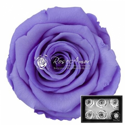 Stabilizované tmavě fialové růže v krabičce 6ks