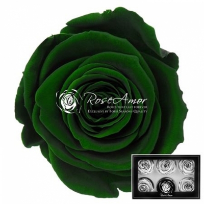 Stabilizované tmavě zelené růže plus v krabičce 6ks