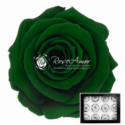 Stabilizované tmavě zelené růže v krabičce 12ks