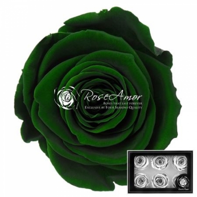 Stabilizované tmavě zelené růže v krabičce 6ks