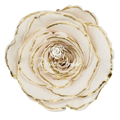 Stabilizované zebra gold růže L v krabičce 6ks